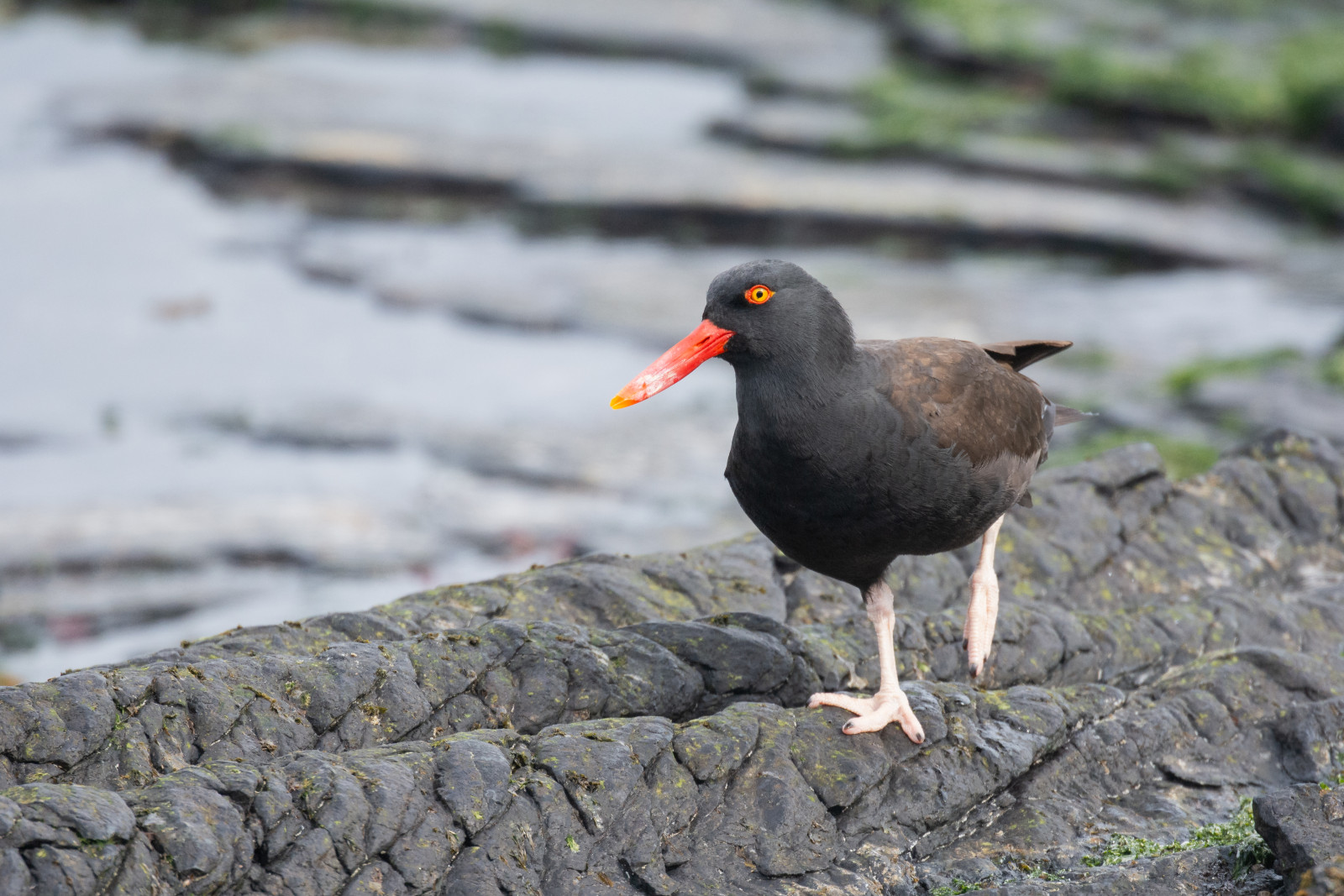 image Blackish Oystercatcher